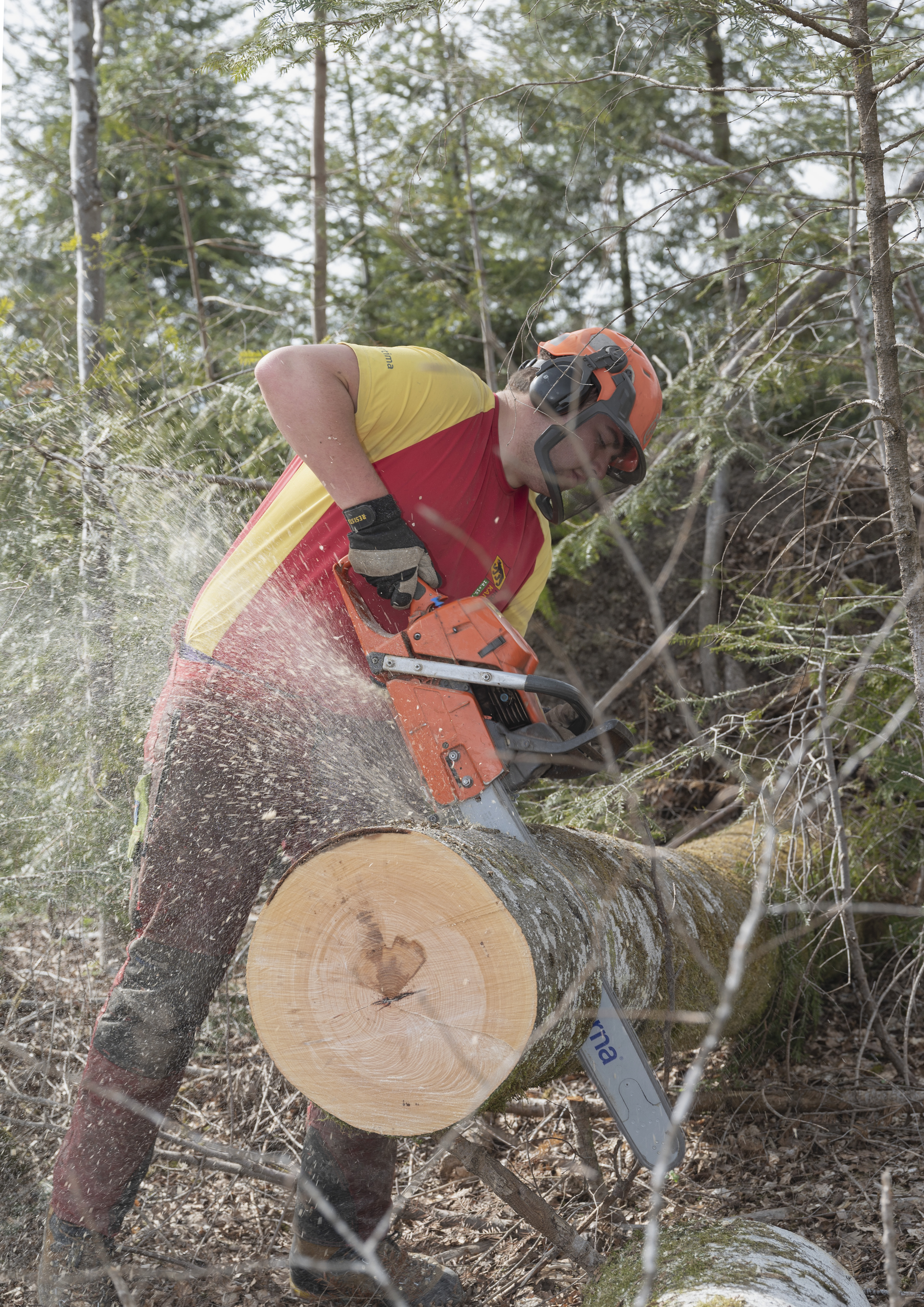 Andrin zersägt im Wald einen Baum