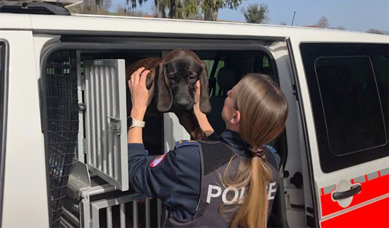 Rita fait sortir Aska de sa cage de transport dans le véhicule de service.